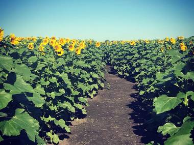 Heap's Giant Pumpkin Farm